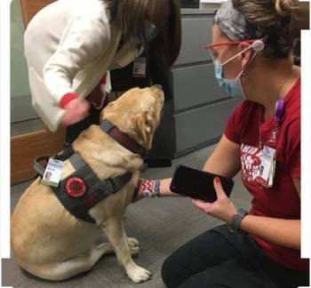 医院聘请了一只打工狗，而它的工作，就是向打工人打招呼