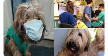 医院聘请了一只打工狗，而它的工作，就是向打工人打招呼