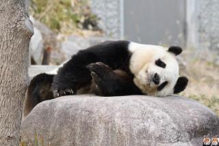旅日20年熊猫即将回国，日本民众不舍：中国再给两只行不？