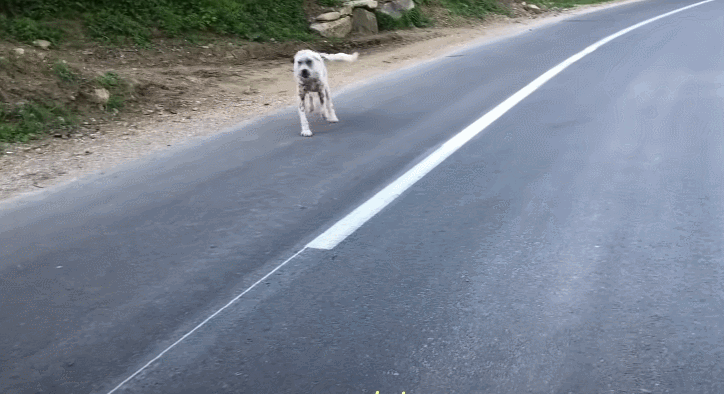 路边停车时，突然跑过来了一只长相奇怪的狗