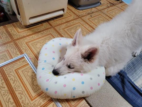 带回家一只漂亮小白狗，三个月后…