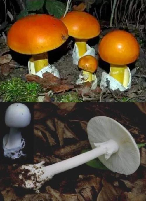 你知道吗？毒蘑菇其实有五大类，但吃哪种才能看到小人跳舞呢？