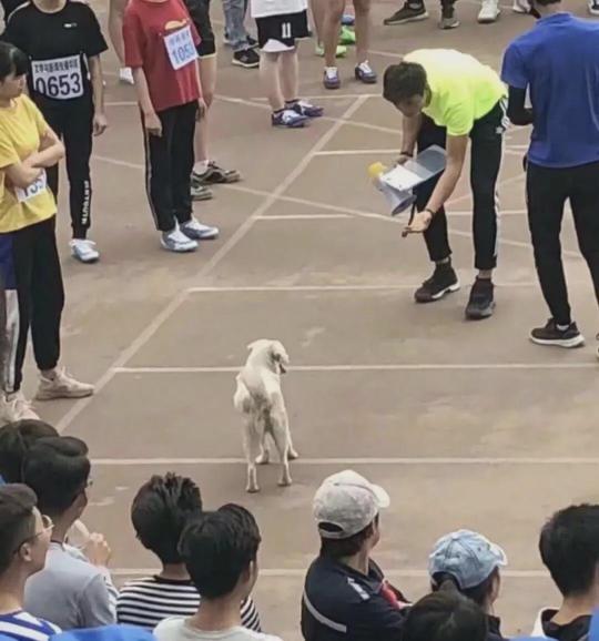 那只在大学里一战成名的网红狗，今年又来参加运动会了！