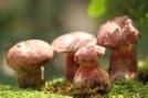 你知道吗？毒蘑菇其实有五大类，但吃哪种才能看到小人跳舞呢？