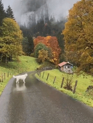 看了瑞士牧羊犬的幸福日常，全网都酸哭了！