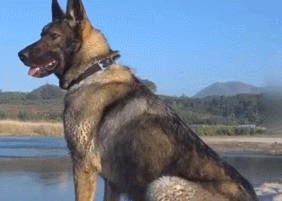 警犬在河边徘徊引全国关注，原来，它一辈子都在等这个人