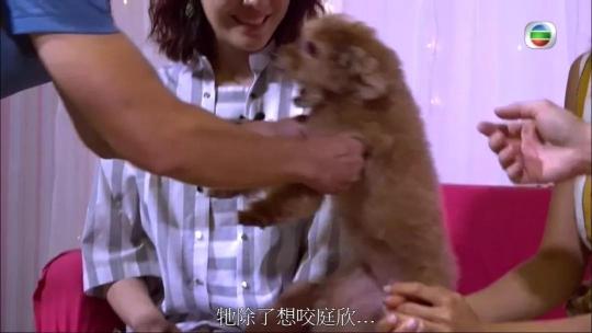 吴磊抱狗姿势冲上热搜，网友：别人是抱狗，他是抱娃
