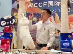 WCCF 2021-2022 国际纯种猫品鉴赛“天猫国际X宠物公民杯”圆满进行