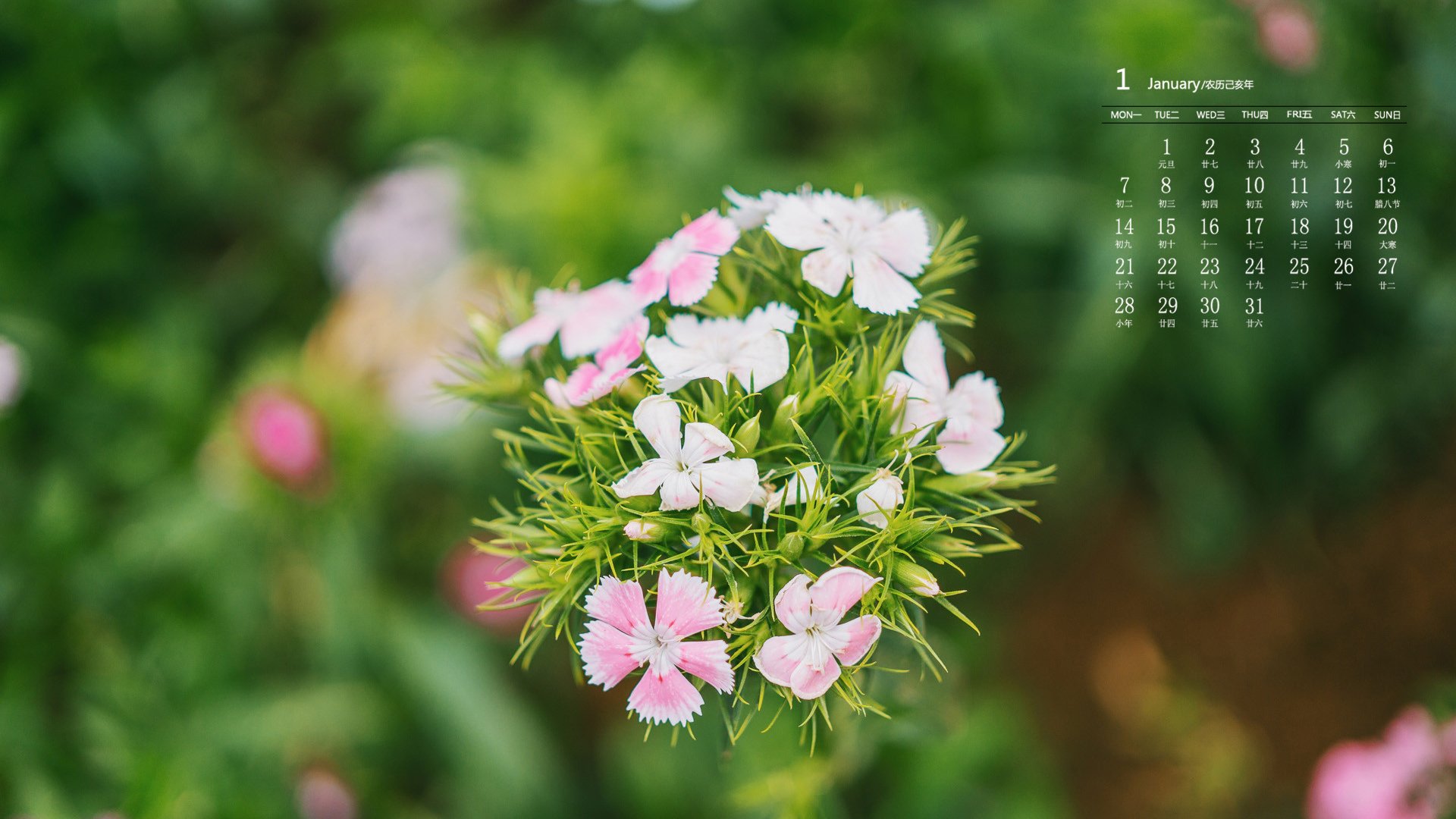 壁纸
