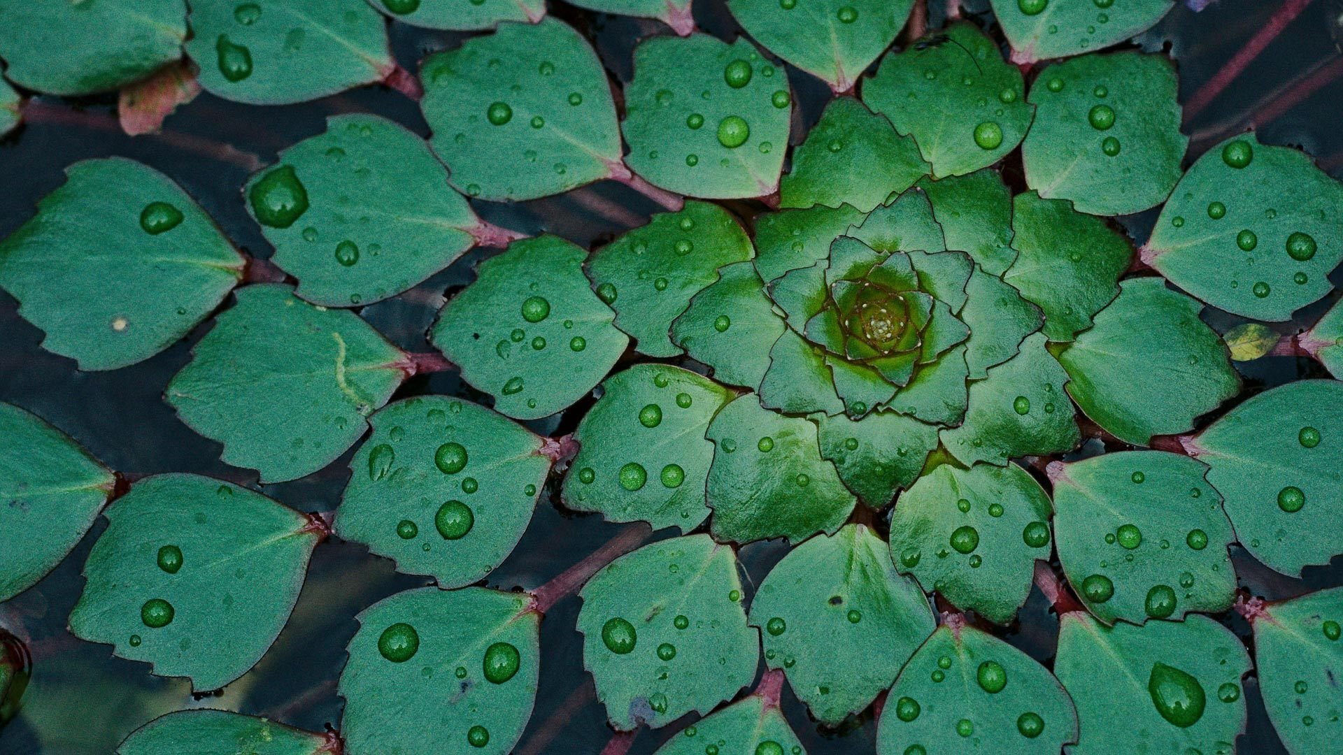 壁纸