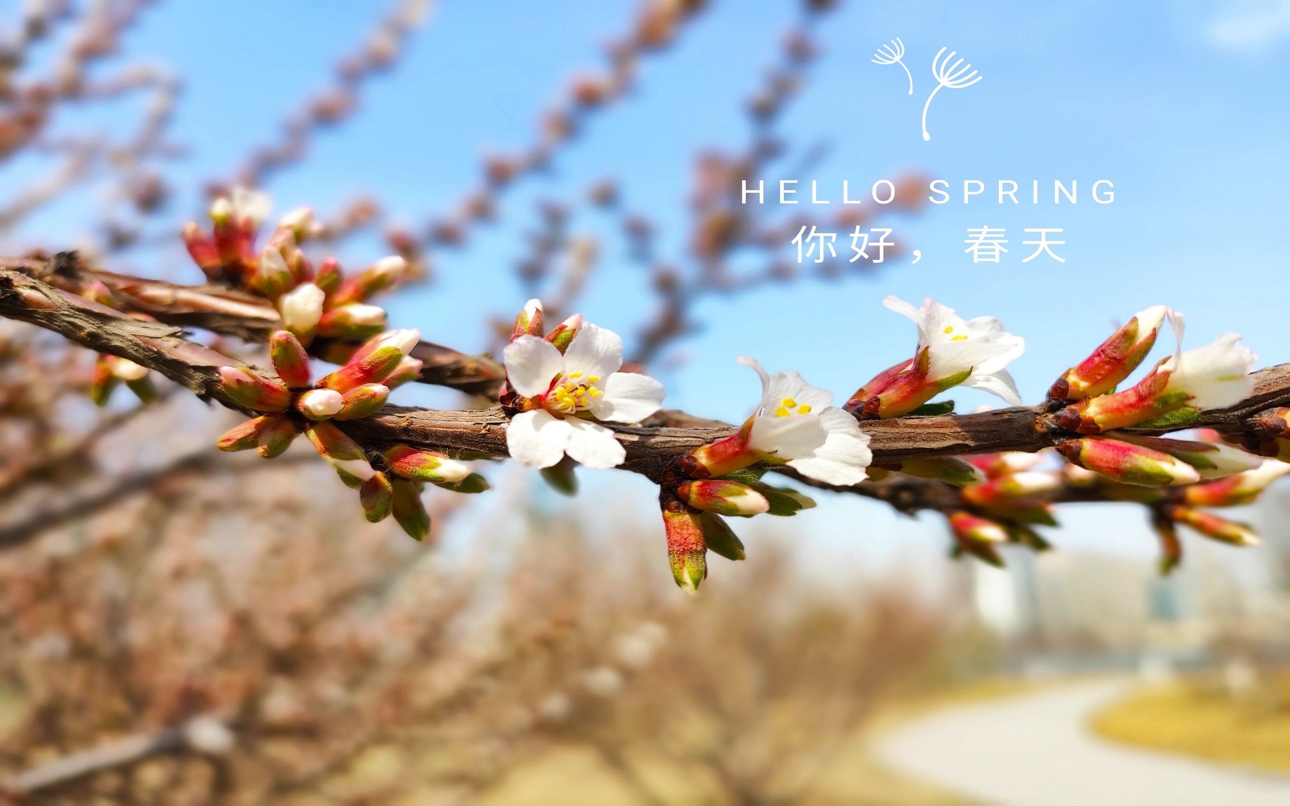 壁纸
