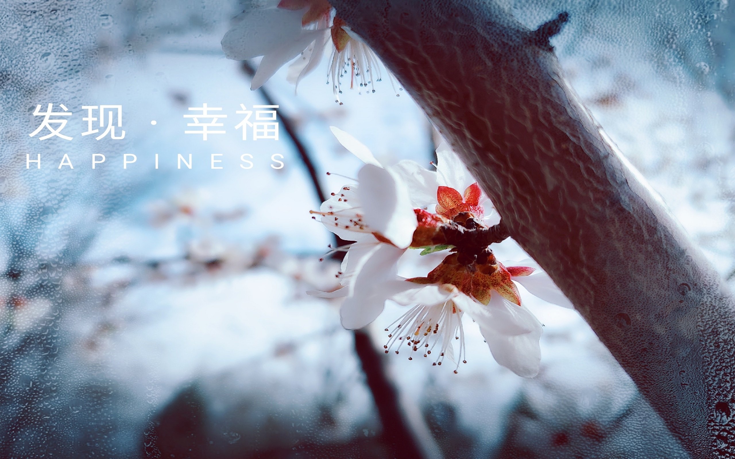 壁纸